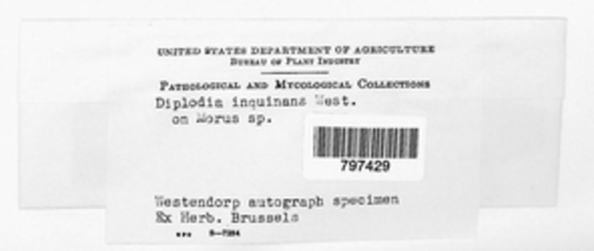 Microdiplodia celtidigena image